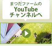 まつだファームのYouTubeチャンネルへ